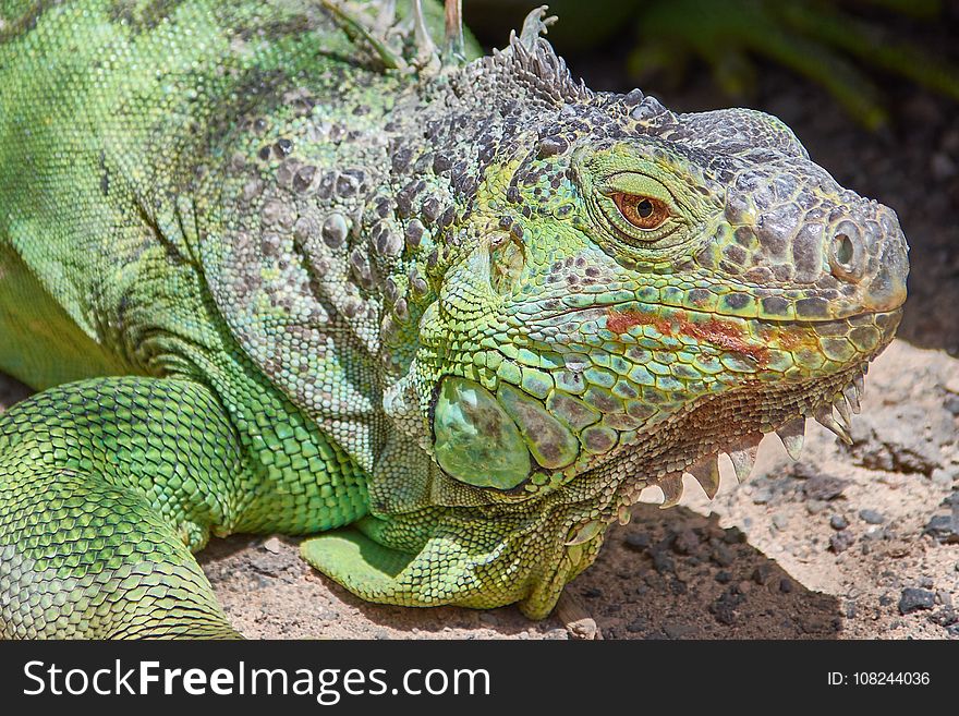 Reptile, Iguana, Scaled Reptile, Iguania