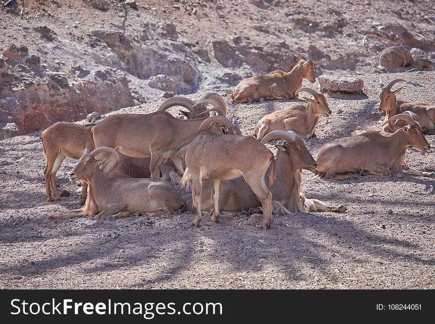 Wildlife, Herd, Fauna, Barbary Sheep