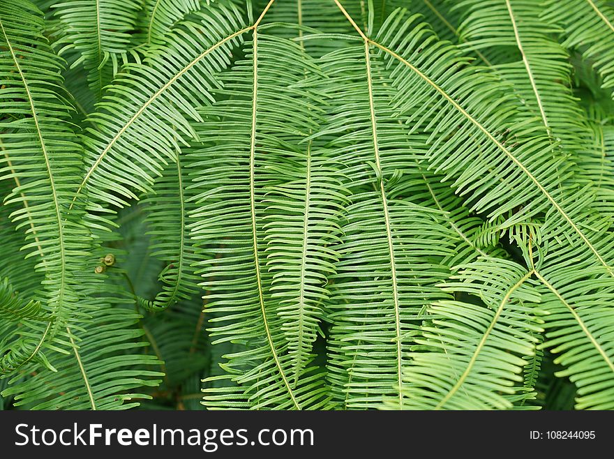 Vegetation, Ostrich Fern, Plant, Ferns And Horsetails