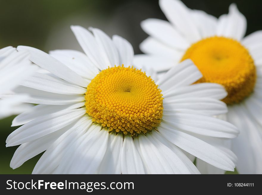 Flower, Oxeye Daisy, Yellow, Chamaemelum Nobile