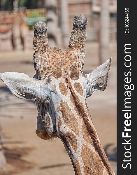 Giraffe, Terrestrial Animal, Wildlife, Giraffidae