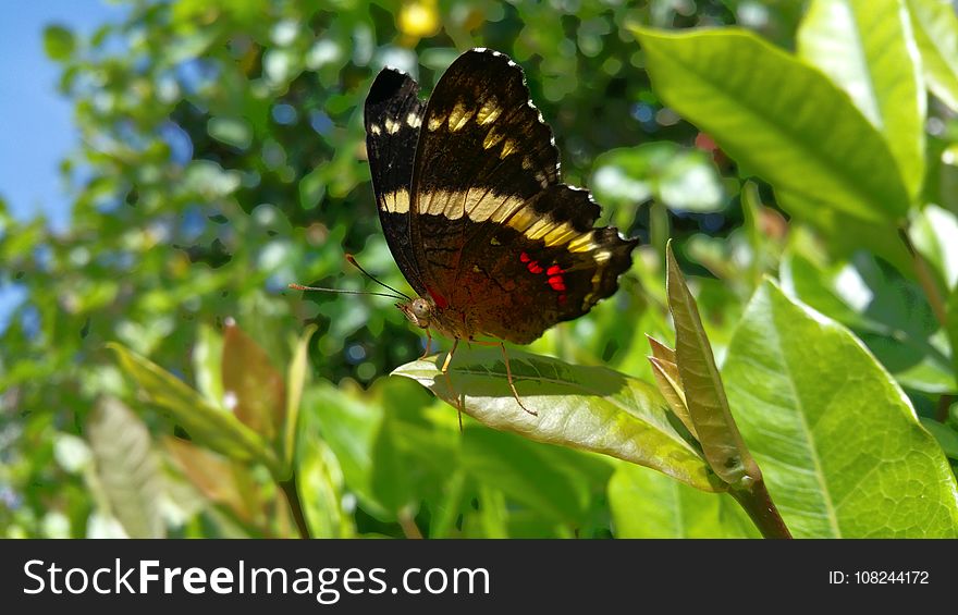 Butterfly, Moths And Butterflies, Insect, Brush Footed Butterfly