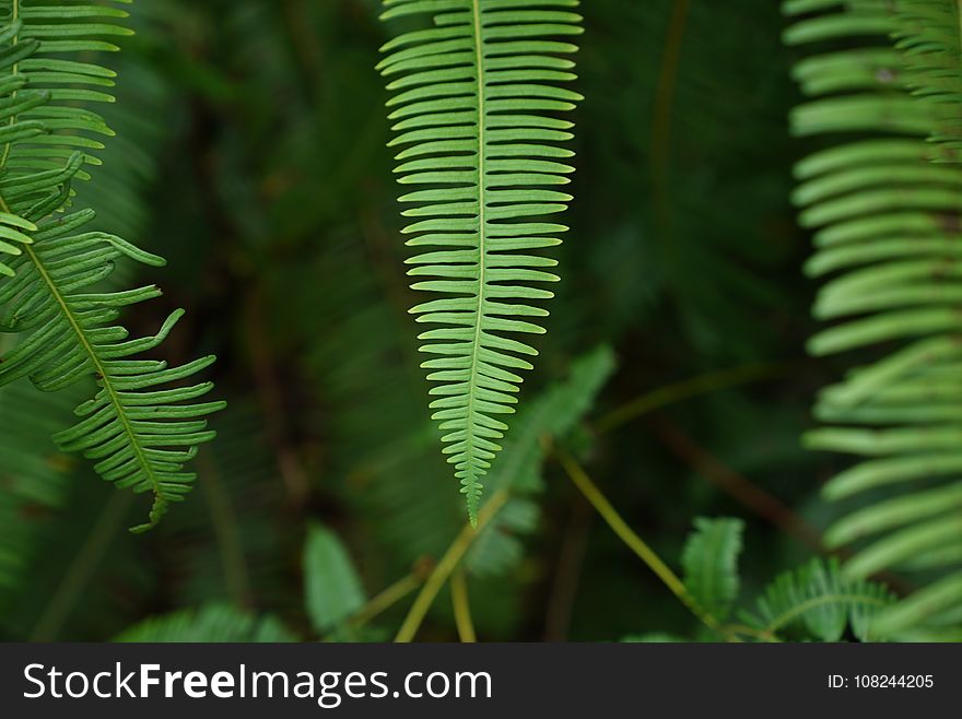 Vegetation, Leaf, Plant, Fern