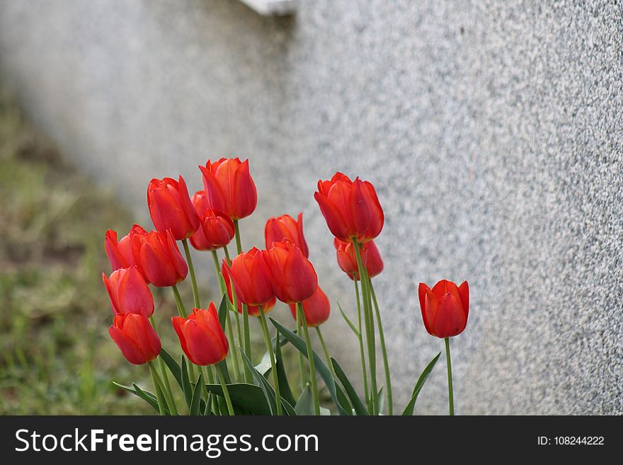 Flower, Plant, Red, Flowering Plant