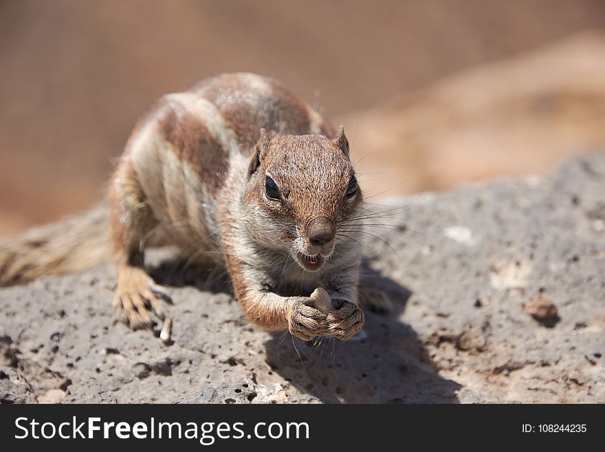 Squirrel, Mammal, Fauna, Chipmunk