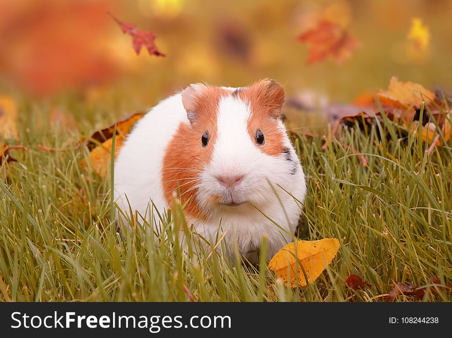 Fauna, Mammal, Guinea Pig, Whiskers