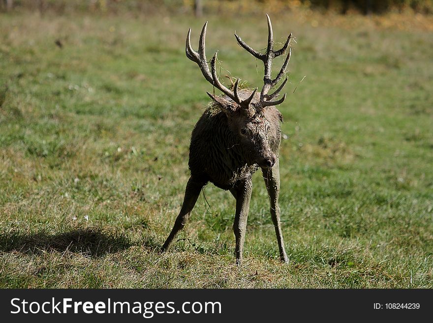 Deer, Wildlife, Fauna, Elk