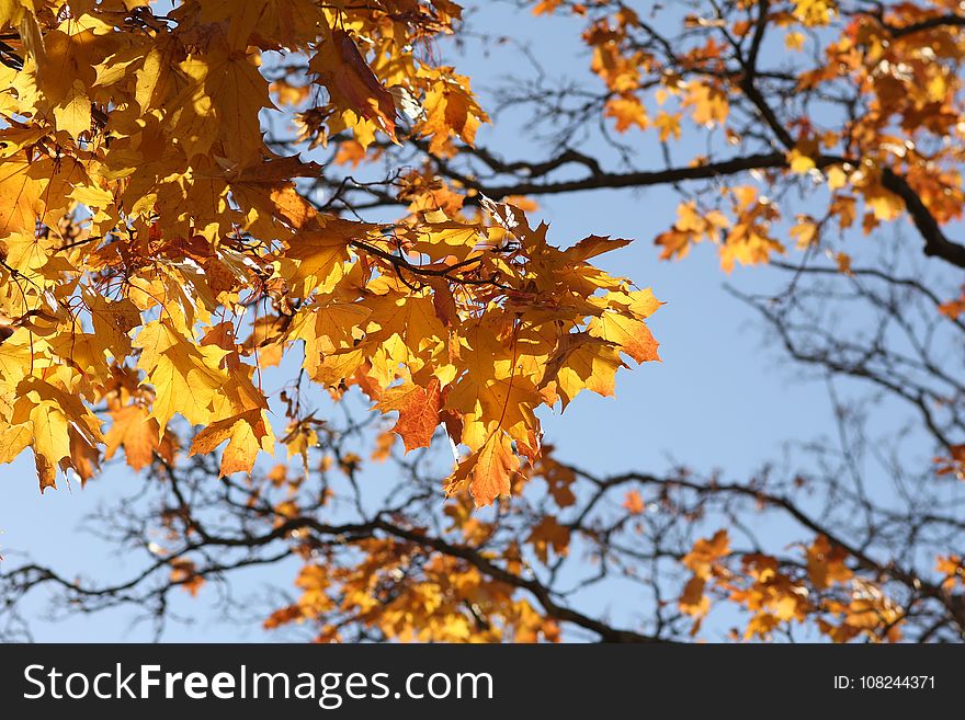 Branch, Tree, Autumn, Yellow