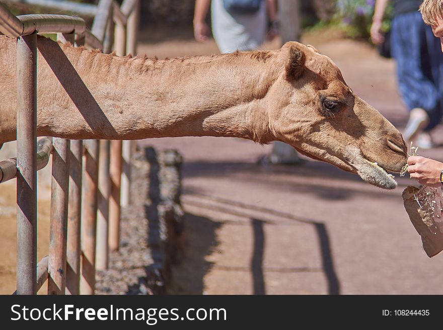 Camel, Camel Like Mammal, Arabian Camel, Snout