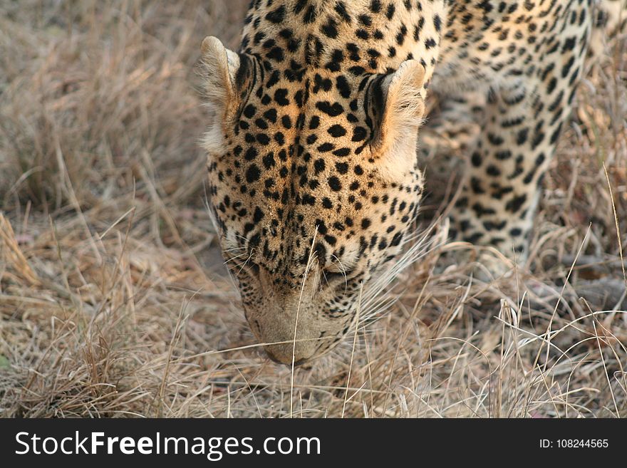 Leopard, Terrestrial Animal, Wildlife, Jaguar