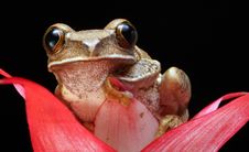 Marbled Reed Frog Stock Image Marbled Reed Frog Stock Image