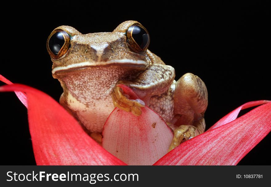 Marbled Reed Frog