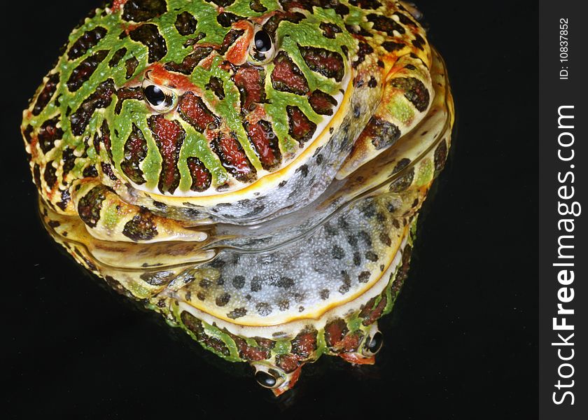 Ornate Horned Frog