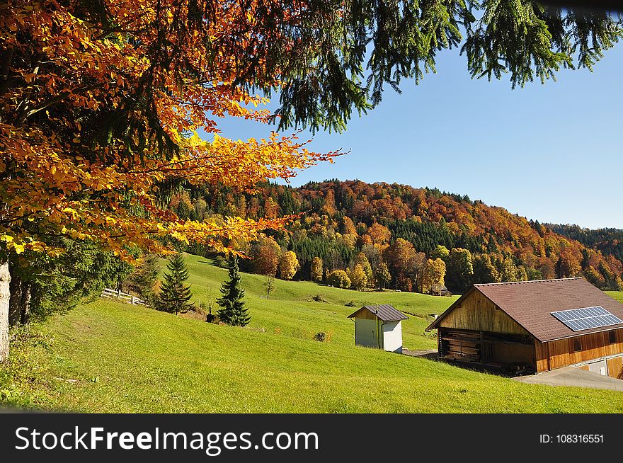 Nature, Leaf, Autumn, Tree