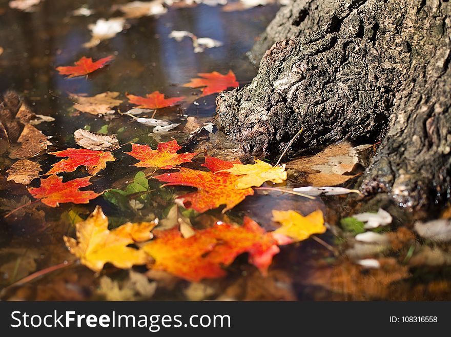 Leaf, Autumn, Maple Leaf, Flora