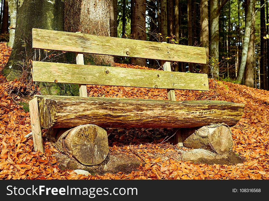 Wood, Leaf, Bench, Woodland
