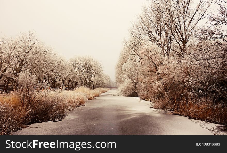 Winter, Snow, Freezing, Tree
