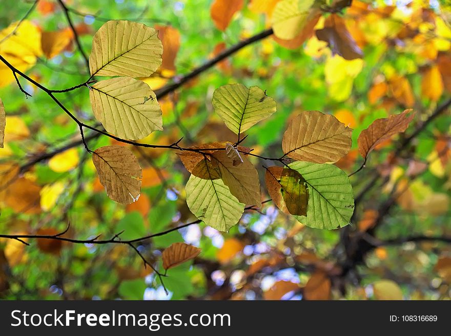 Leaf, Deciduous, Tree, Autumn