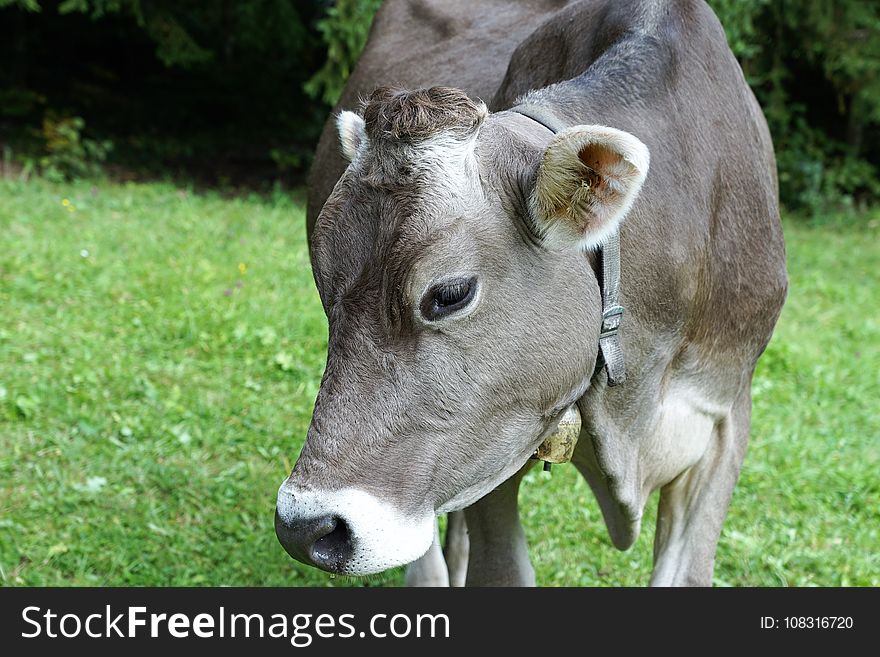 Cattle Like Mammal, Fauna, Horn, Grass