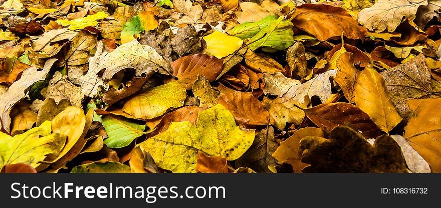 Leaf, Yellow, Deciduous, Autumn