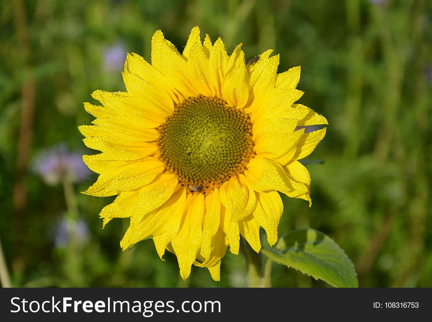 Flower, Sunflower, Yellow, Daisy Family