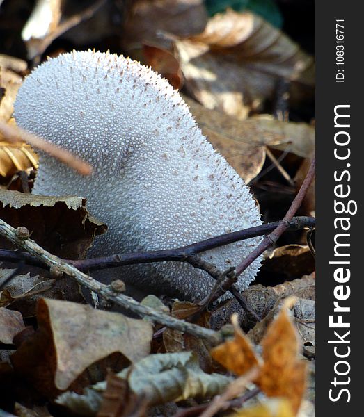 Fungus, Agaricaceae, Mushroom, Edible Mushroom