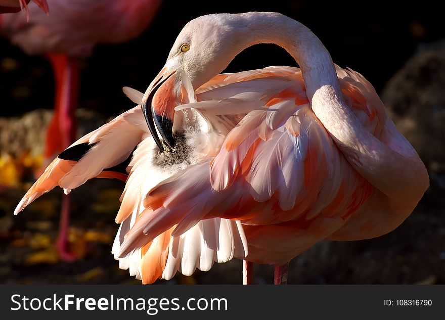 Bird, Flamingo, Beak, Water Bird