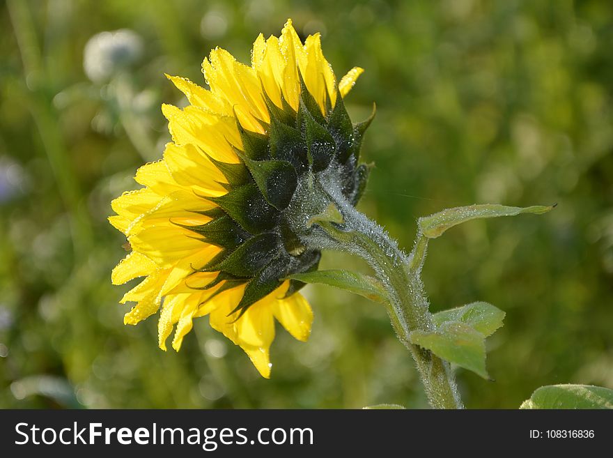 Flower, Sunflower, Sow Thistles, Nectar
