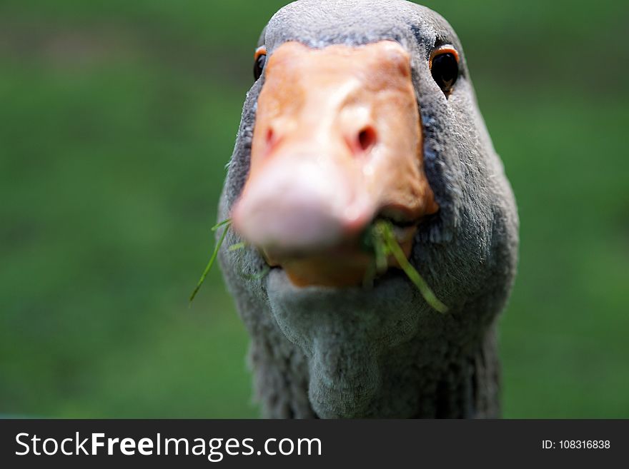 Beak, Fauna, Nose, Bird