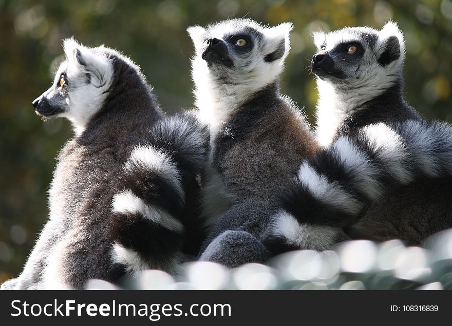 Lemur, Fauna, Primate, Fur