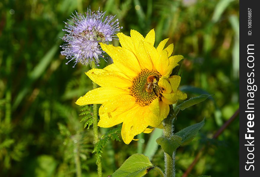 Flower, Flora, Nectar, Honey Bee