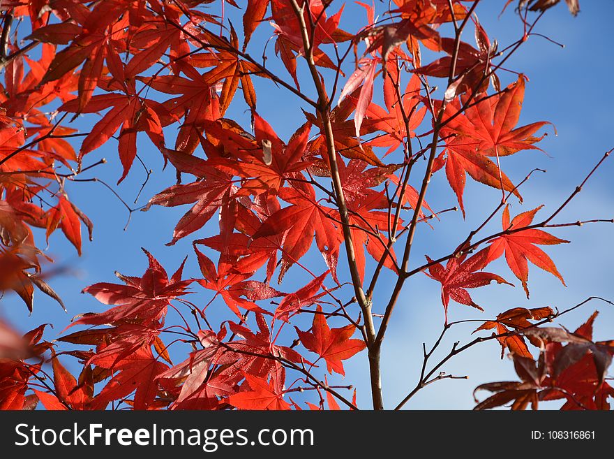 Red, Leaf, Maple Leaf, Tree