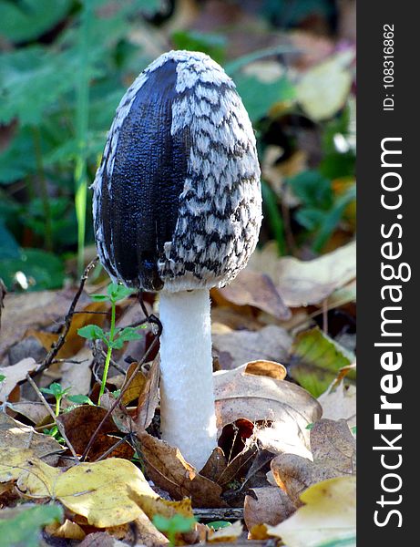 Mushroom, Fungus, Agaricomycetes, Edible Mushroom