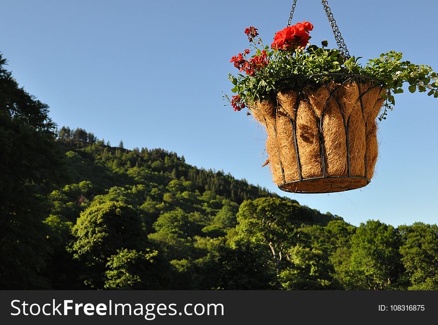 Sky, Vegetation, Tree, Leaf