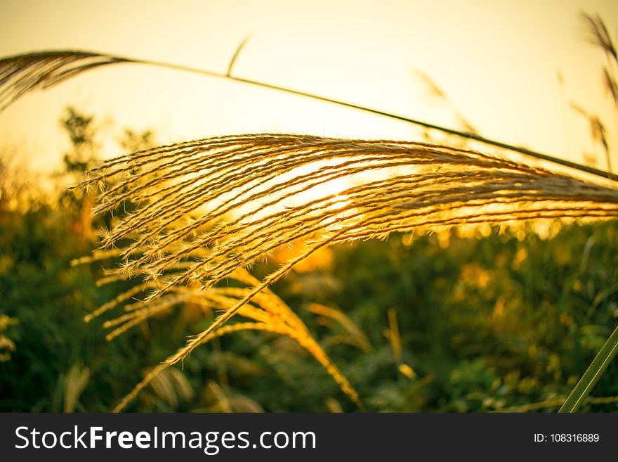 Grass Family, Food Grain, Rye, Wheat