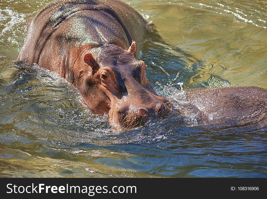 Hippopotamus, Wildlife, Fauna, Terrestrial Animal