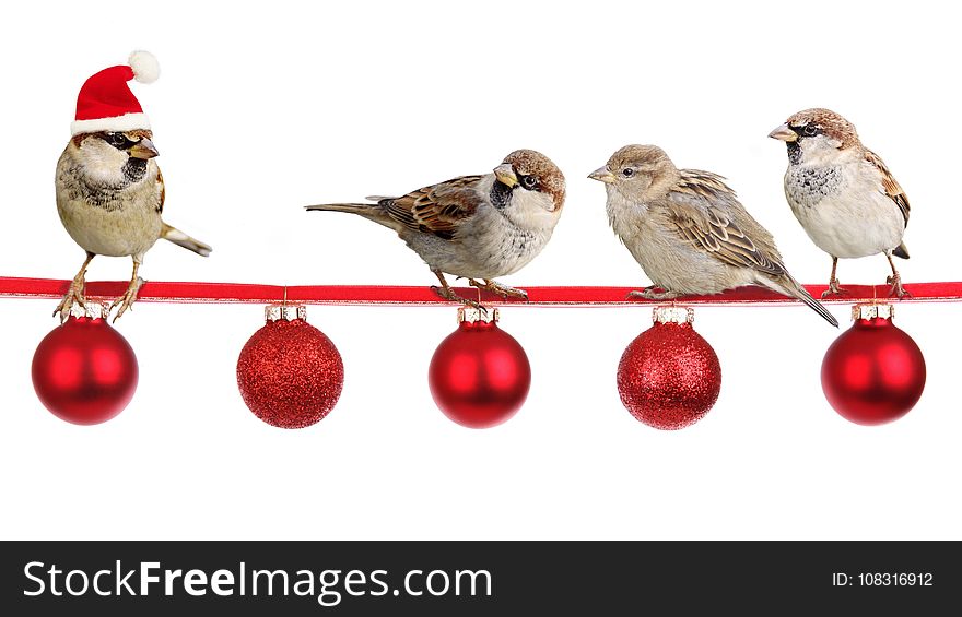 Bird, Christmas Ornament, Beak, Sparrow
