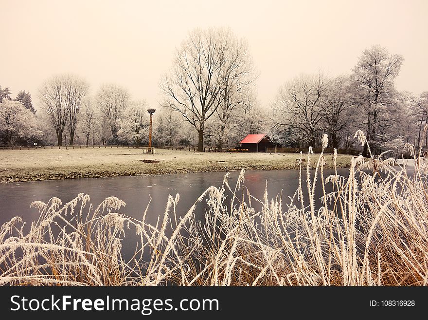 Winter, Water, Tree, Reflection