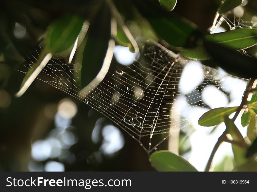 Spider Web, Leaf, Macro Photography, Tree