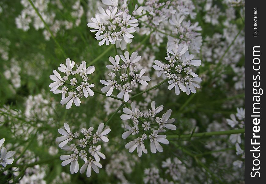 Flower, Flora, Plant, Black And White