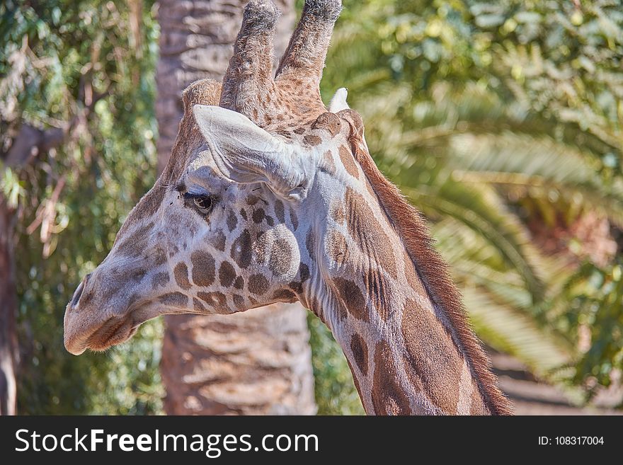 Giraffe, Wildlife, Terrestrial Animal, Giraffidae