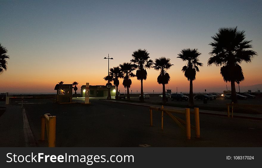 Sky, Palm Tree, Arecales, Sunset