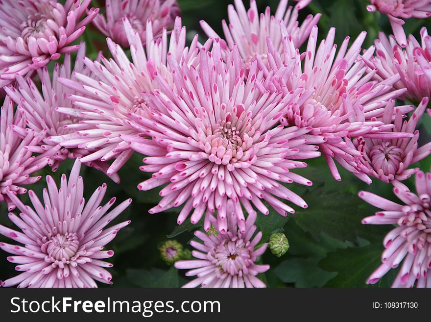 Flower, Pink, Plant, Purple