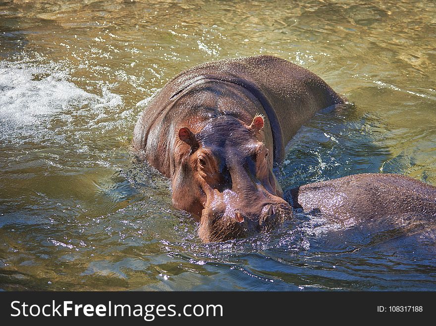 Hippopotamus, Wildlife, Fauna, Mammal