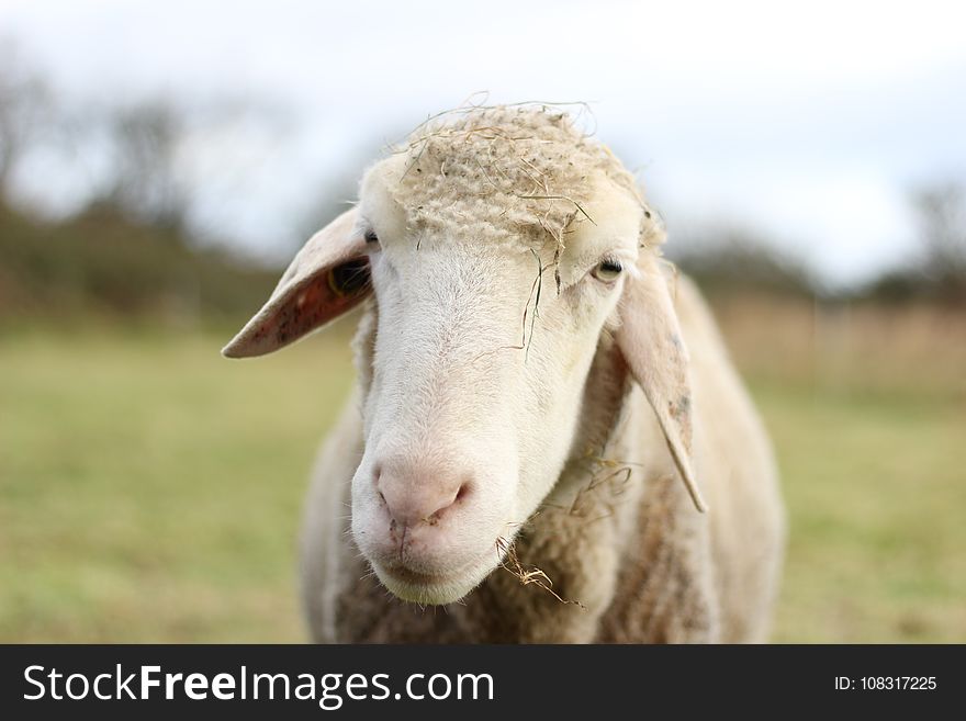 Sheep, Cow Goat Family, Livestock, Snout