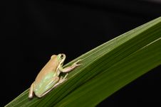 Frog Green Tree Animal Royalty Free Stock Photo Frog Green Tree Animal Royalty Free Stock Photo