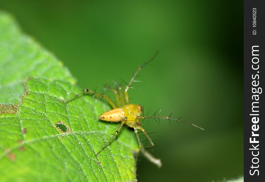 A tiny spider resting on a leaf in the garden.