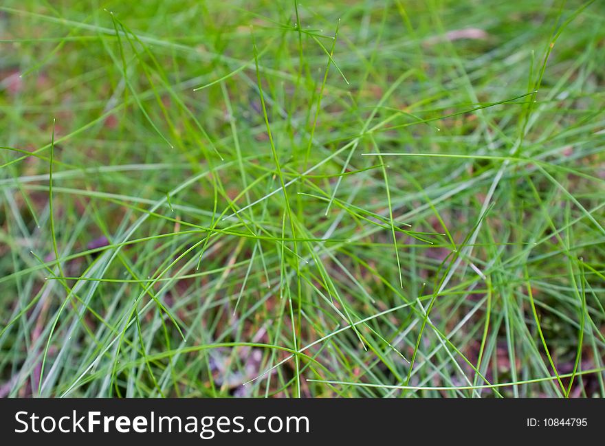 Macro shot of green grass in the summer forest. Macro shot of green grass in the summer forest