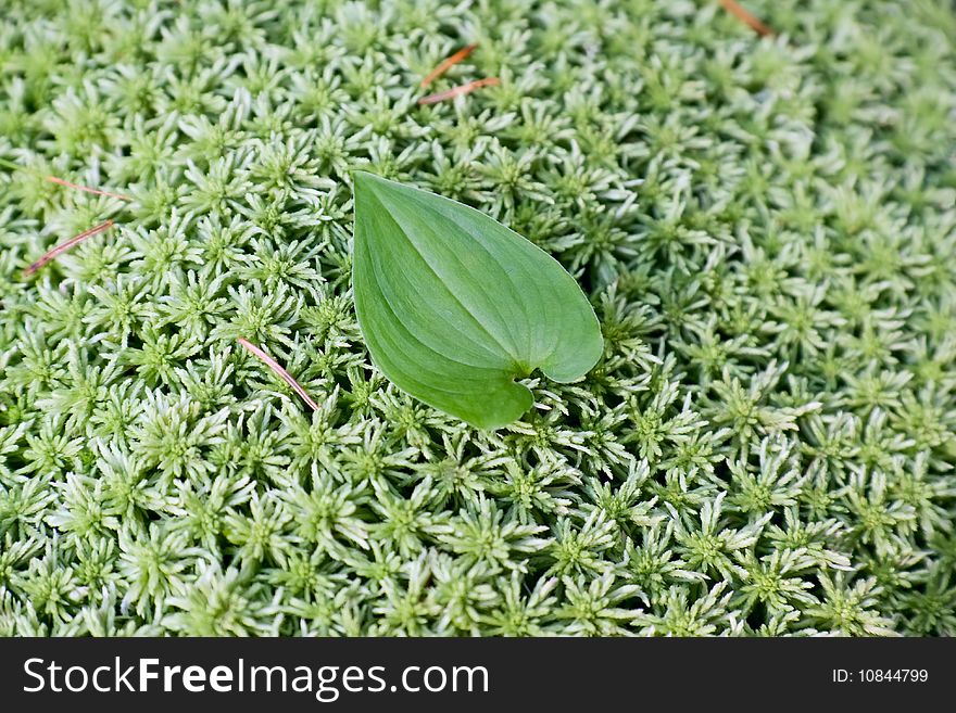 Single Leaf On Green Moss Background