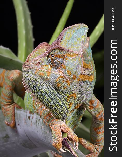 Chameleon Animal